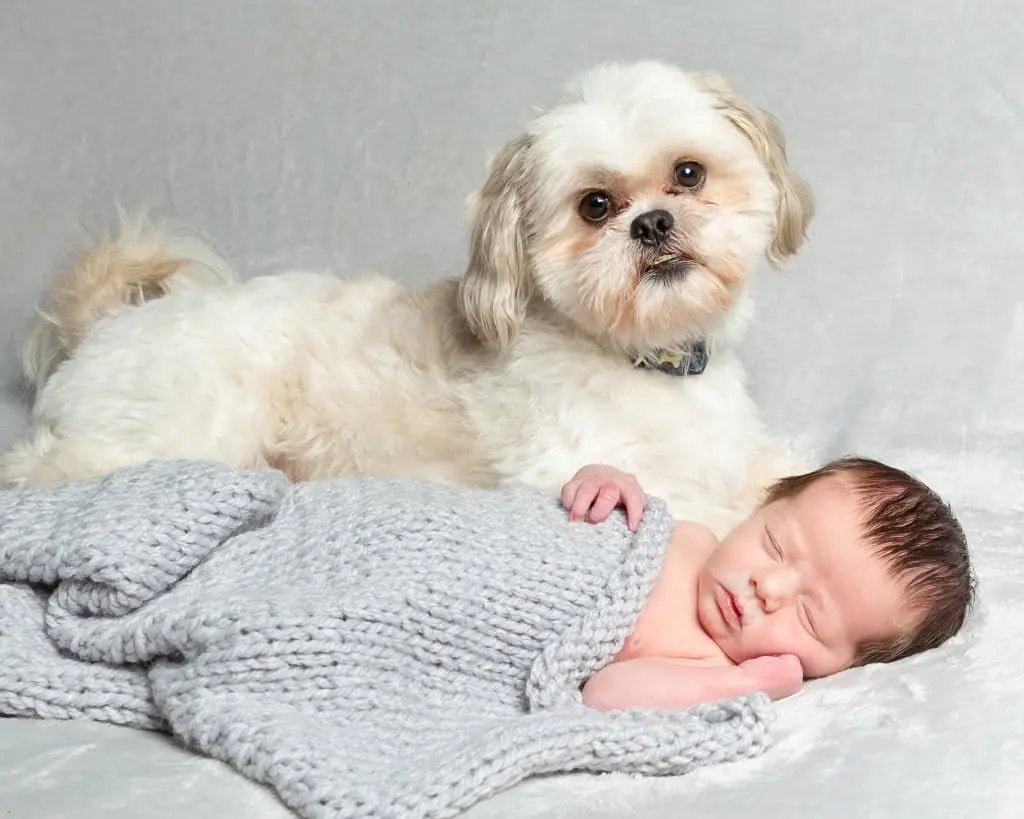 anewborn and a terrier