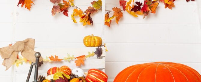 a pumpkin themed photo shoot with a white background