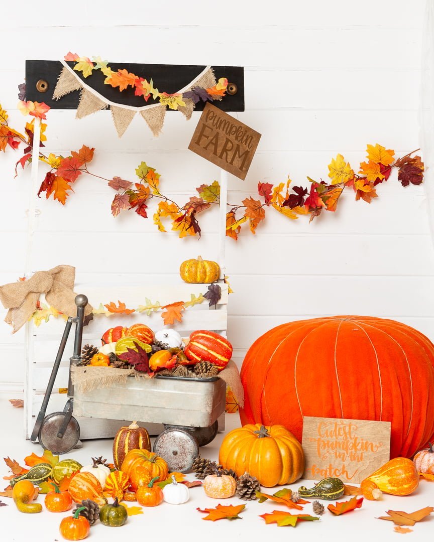 a pumpkin themed photo shoot with a white background