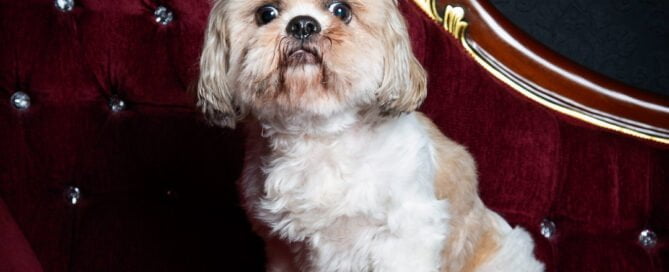 a senior dog sits on a sofa