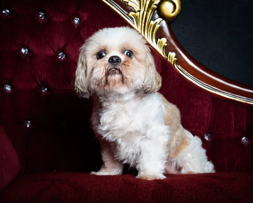 a senior dog sits on a sofa