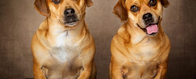 two dogs pose together against a brown background