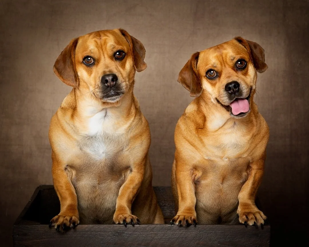 two dogs pose together against a brown background