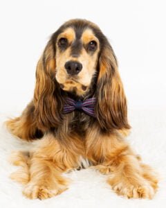 A spaniel looking at the camera in a lying down position against a white background at a professional photoshoot at my studio in East Grinstead