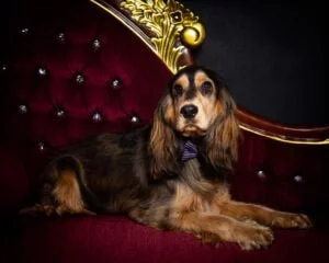 a black and tan cocker spaniel lying on a sofa