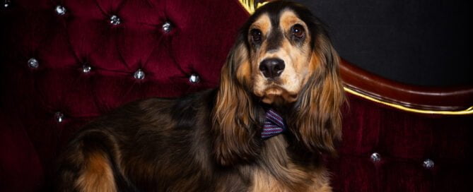 a black and tan cocker spaniel lying on a sofa
