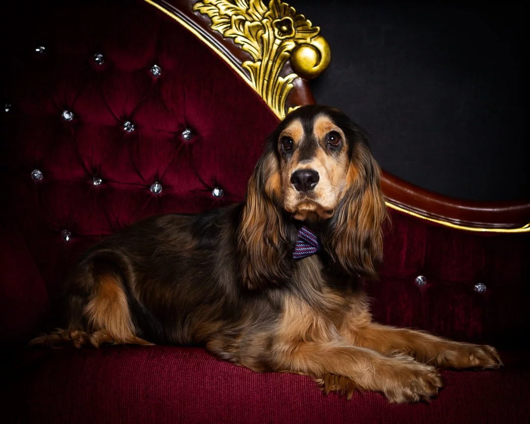 a black and tan cocker spaniel lying on a sofa