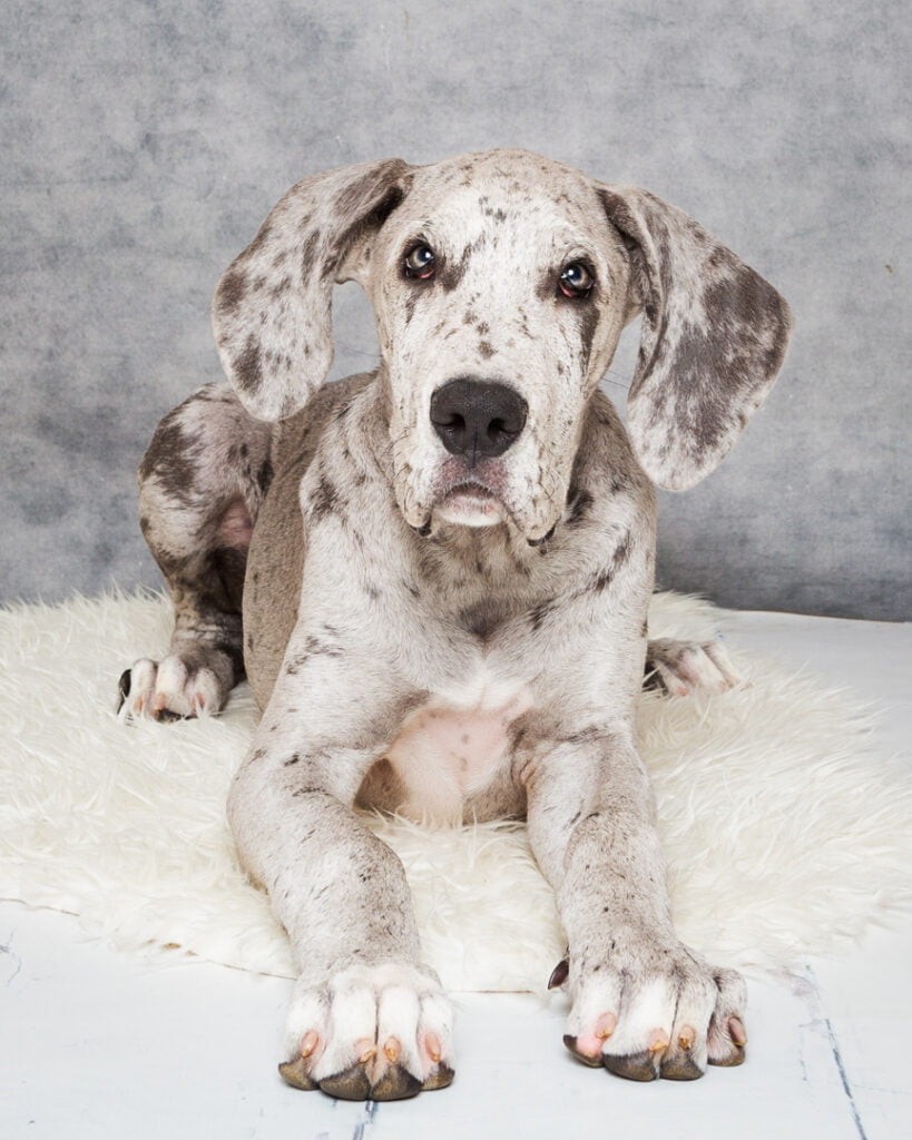 Dog Photography West Sussex Studio