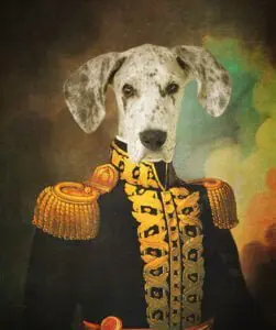 a great dane puppy in a digital historical dog portrait