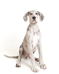 A grey Great Dane puppy sits against a white background for a professional photo shoot at my West Sussex studio