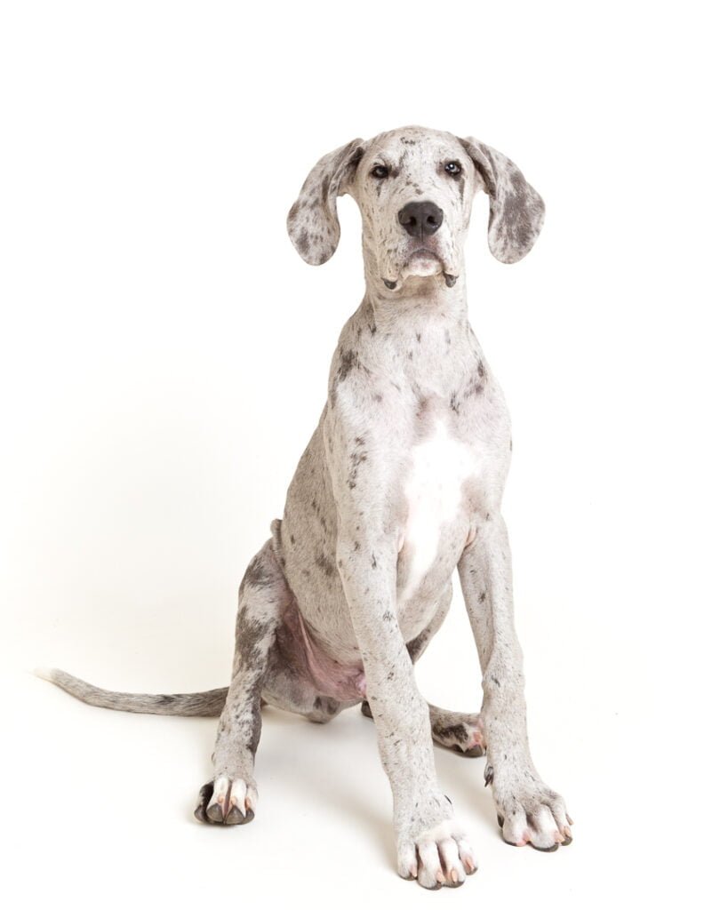 Dog Photography West Sussex Studio