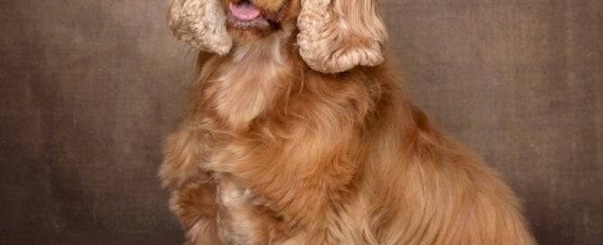 a cocker spaniel in a portrait studio