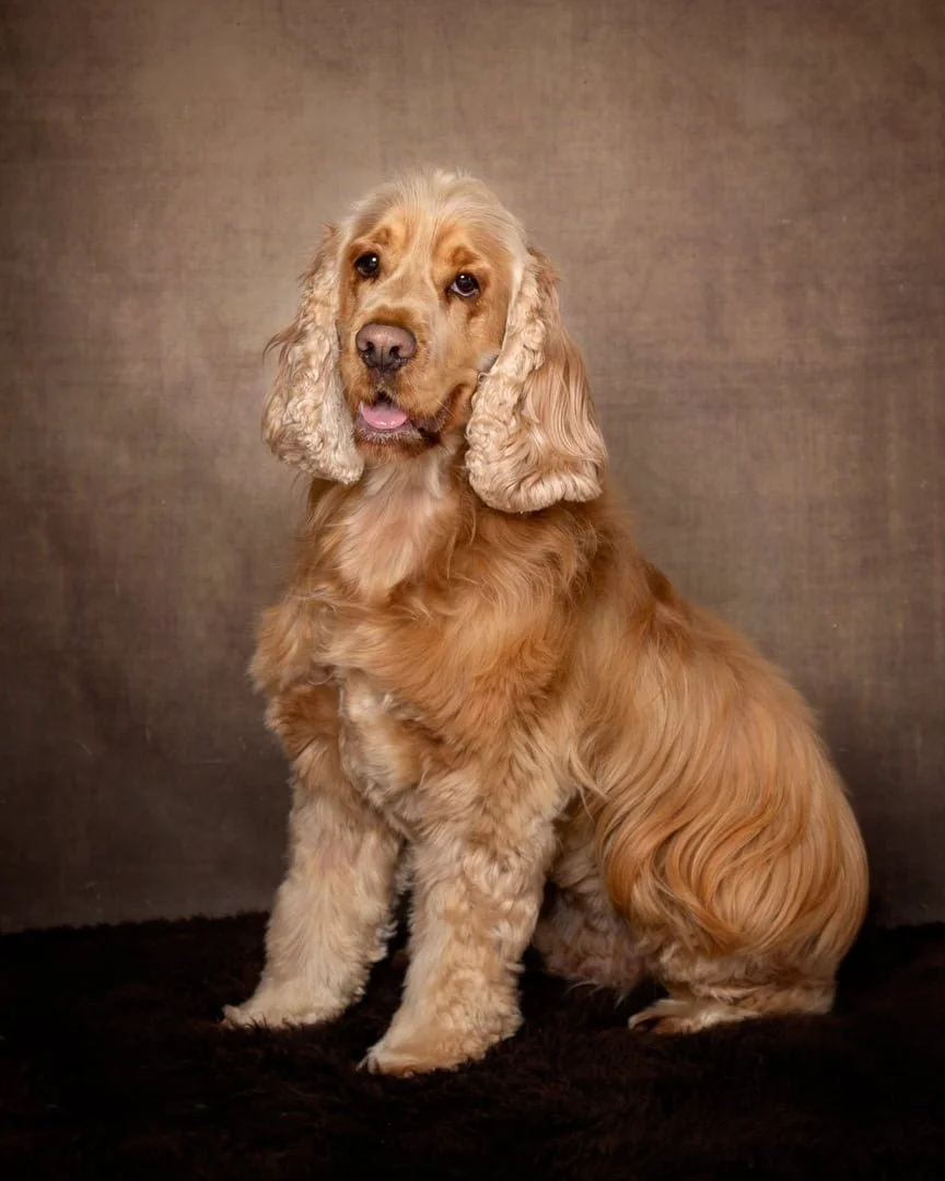 a cocker spaniel in a portrait studio