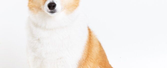 a dog winking at the camera at a photo shoot