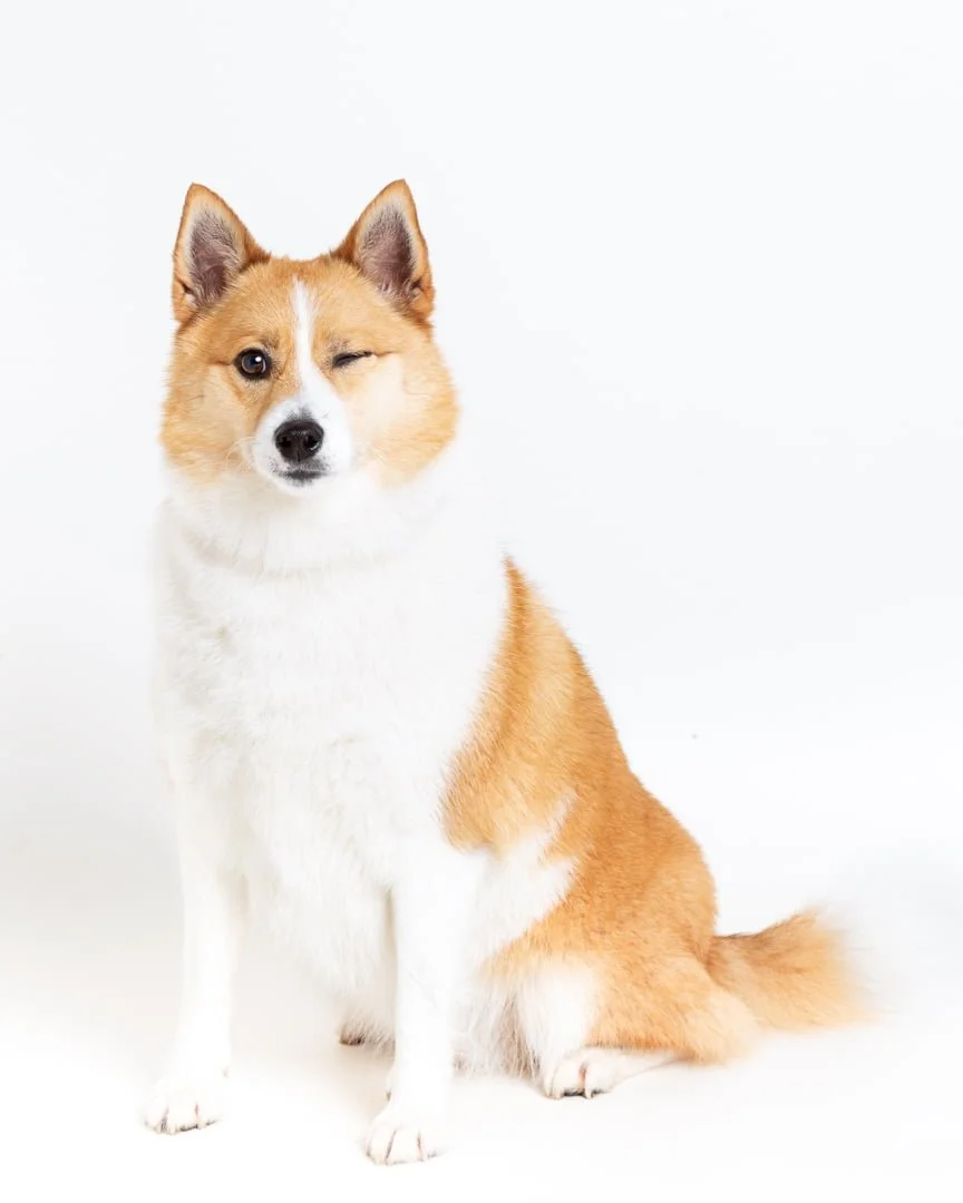 a dog winking at the camera at a photo shoot