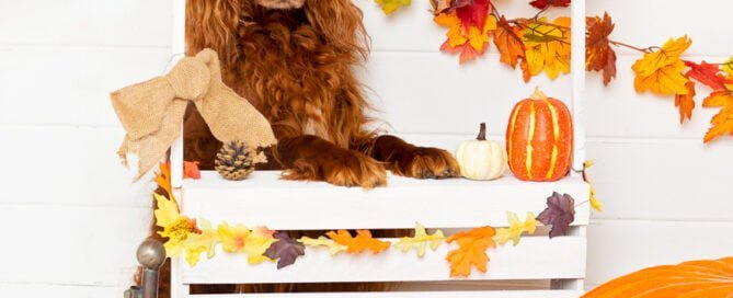 a red irish setter poses at a pumpkin selling booth at a pumpkin themed photo shoot event