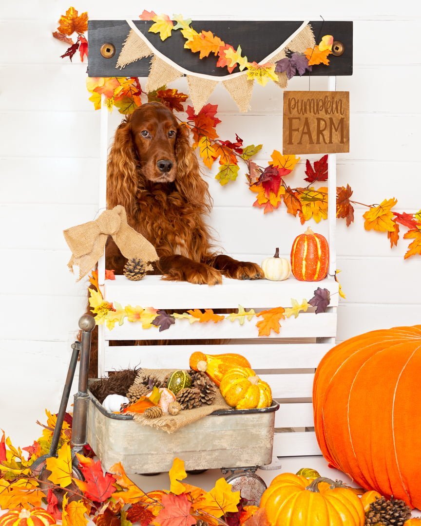 a red irish setter poses at a pumpkin selling booth at a pumpkin themed photo shoot event