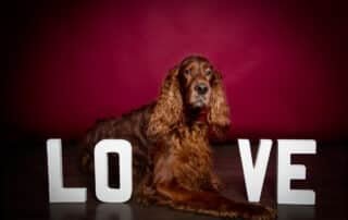 Dog Photography West Sussex Studio