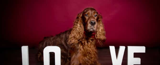 Dog Photography West Sussex Studio