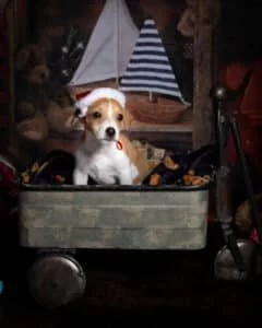 a little puppy in a christmas hat sits in a vintage style trolley in a christmas photo shoot set