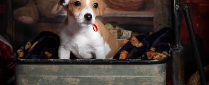 a little puppy in a christmas hat sits in a vintage style trolley in a christmas photo shoot set