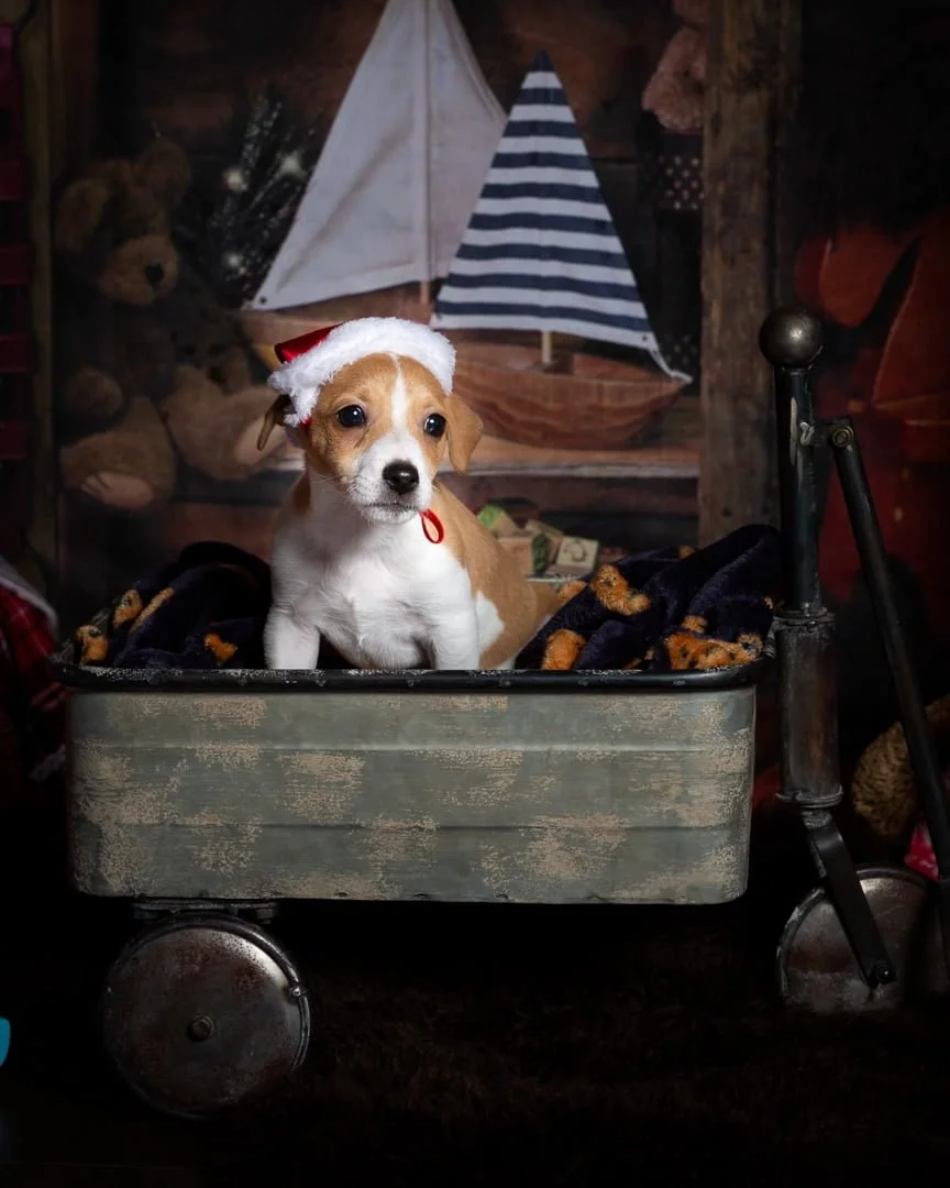 a little puppy in a christmas hat sits in a vintage style trolley in a christmas photo shoot set