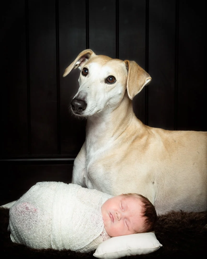 A newborn and a greyhound