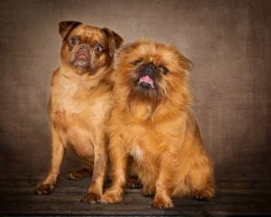 Dog Photography West Sussex Studio