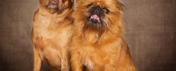 two dogs pose for photos against a fine art background in the studio