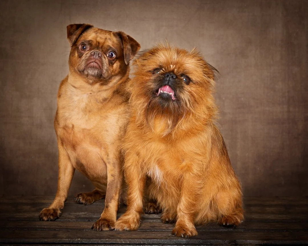 two dogs pose for photos against a fine art background in the studio