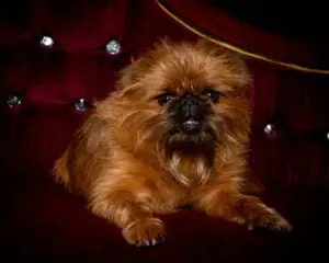 Dog Photography West Sussex Studio