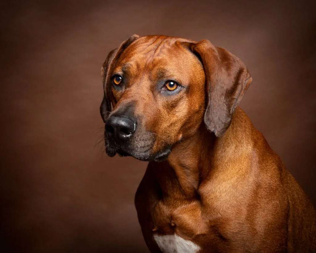 a Rhodesian Ridgeback poses in a photo studio