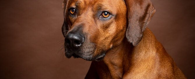 a Rhodesian Ridgeback poses in a photo studio
