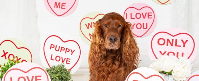 Dog Photography West Sussex Studio