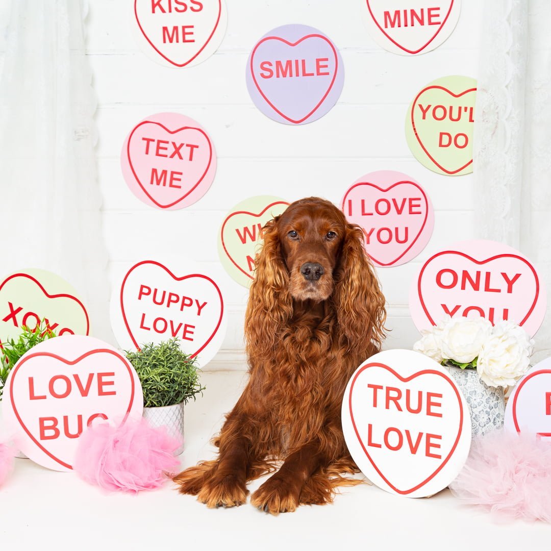 Dog Photography West Sussex Studio