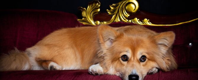 a fluffy corgi with his head on a sofa