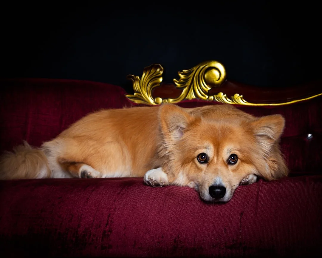 a fluffy corgi with his head on a sofa