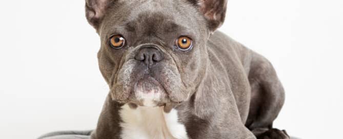 a french bulldog in the studio