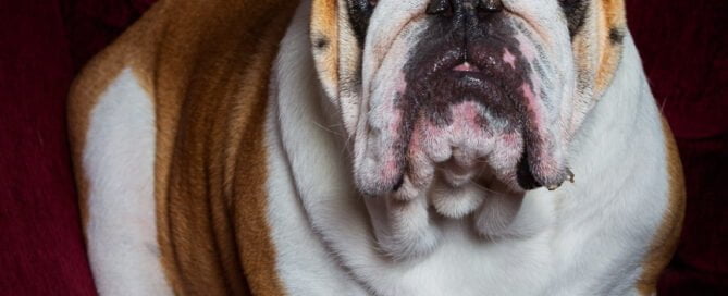an English Bulldog poses in a studio at a photo shoot