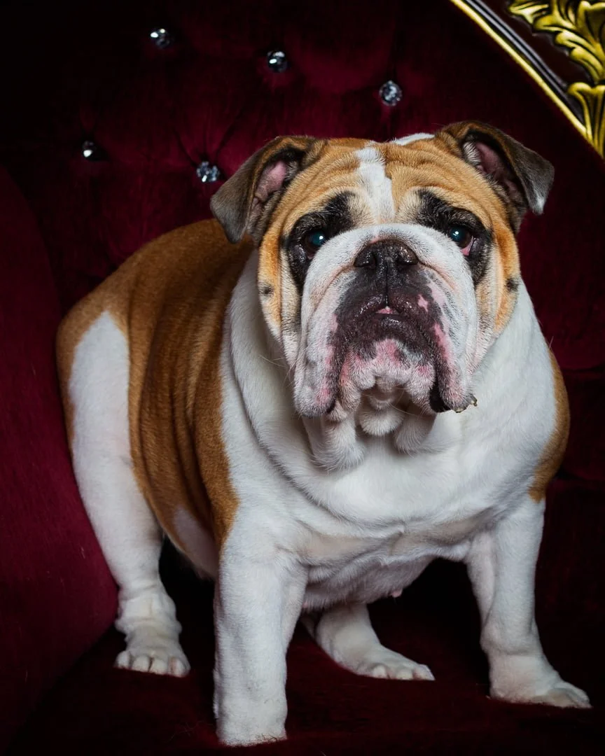 an English Bulldog poses in a studio at a photo shoot