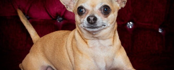 a chihauhau at a photoshoot on a sofa