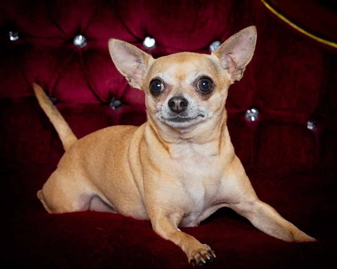 a chihauhau at a photoshoot on a sofa