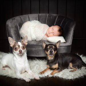 A newborn and two chihuahuas