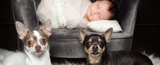 A newborn and two chihuahuas