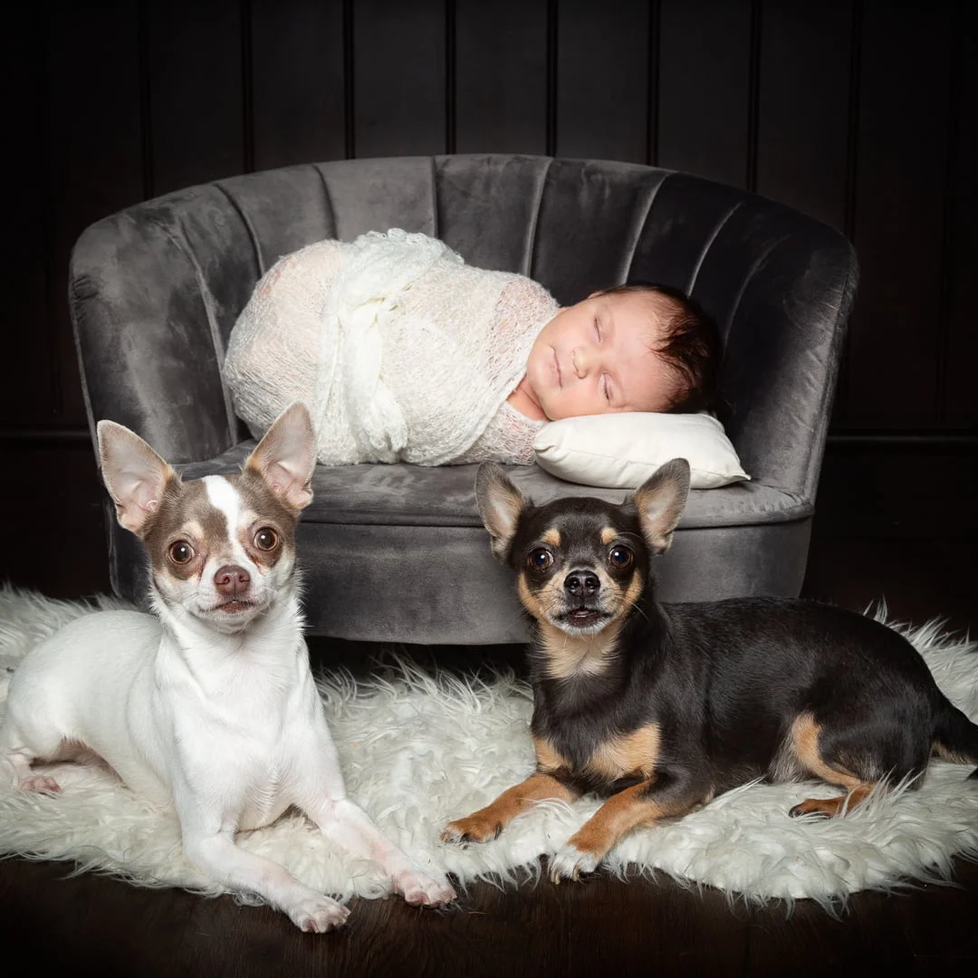 A newborn and two chihuahuas