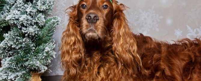 an Irish Setter Dog wears reindeer antlers in a christmas photo
