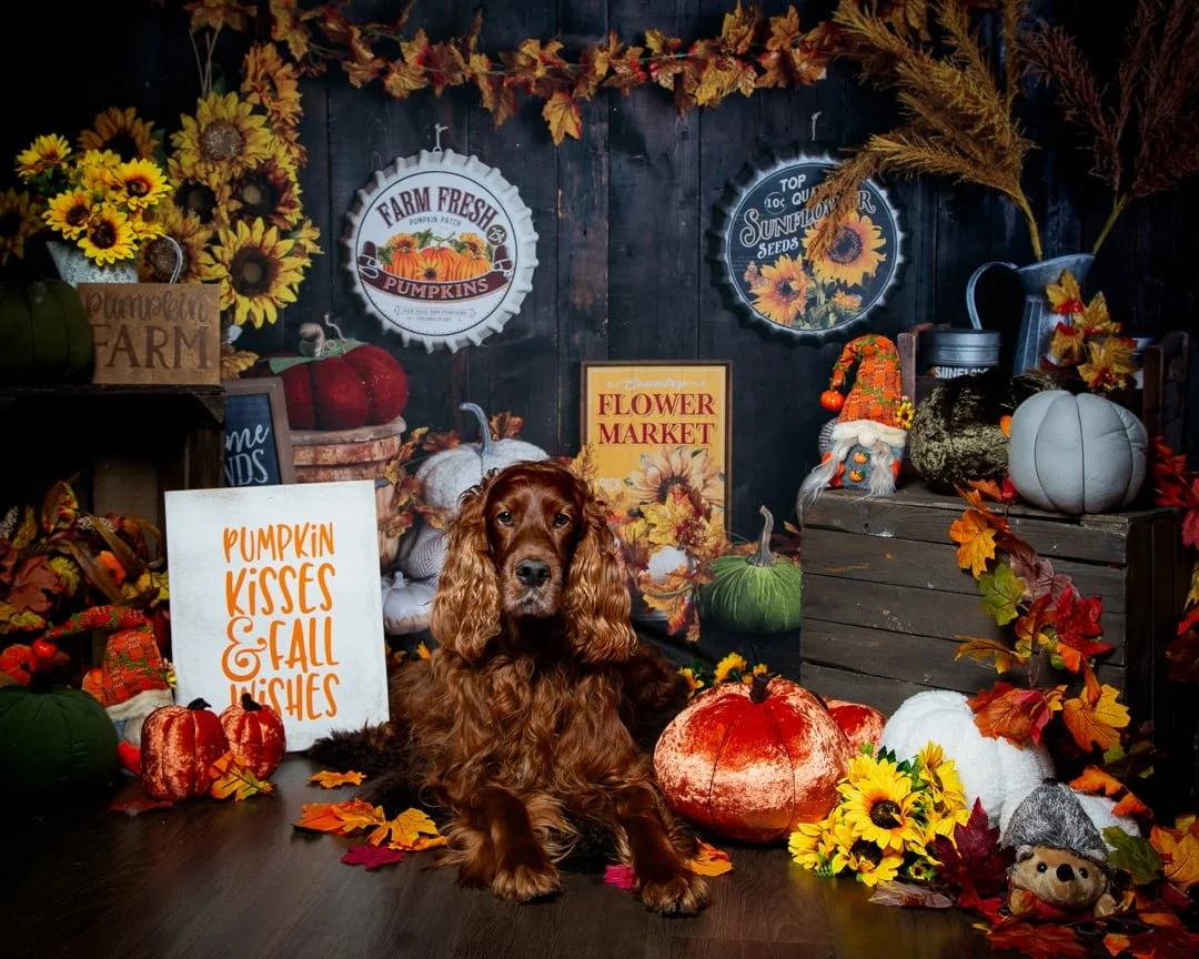 Pumpkin Patch Mini Photo Shoot Event West Sussex Pumpkin Patch Mini Photo Shoot Event West Sussex