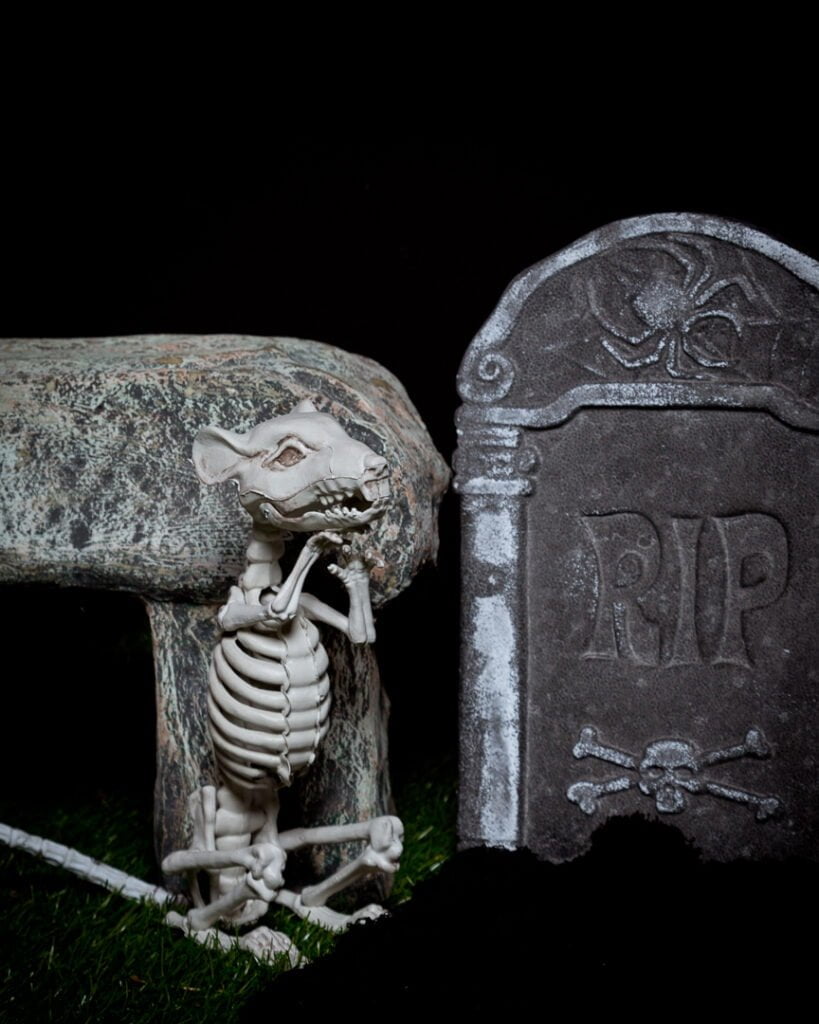 a fake rat skeleton in a graveyard themed halloween photo shoot set