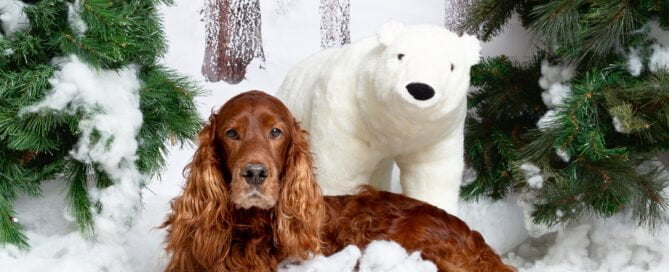 An Irish Setter poses with a giant polar bear toy in a snow themed christmas set