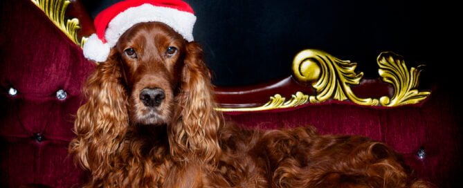 Dog Photography West Sussex Studio